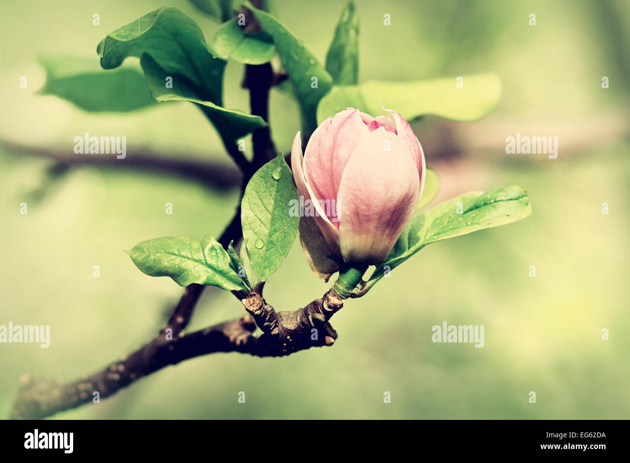 A Bud Of Magnolia Just Ready To Burst, Spring Background Stock