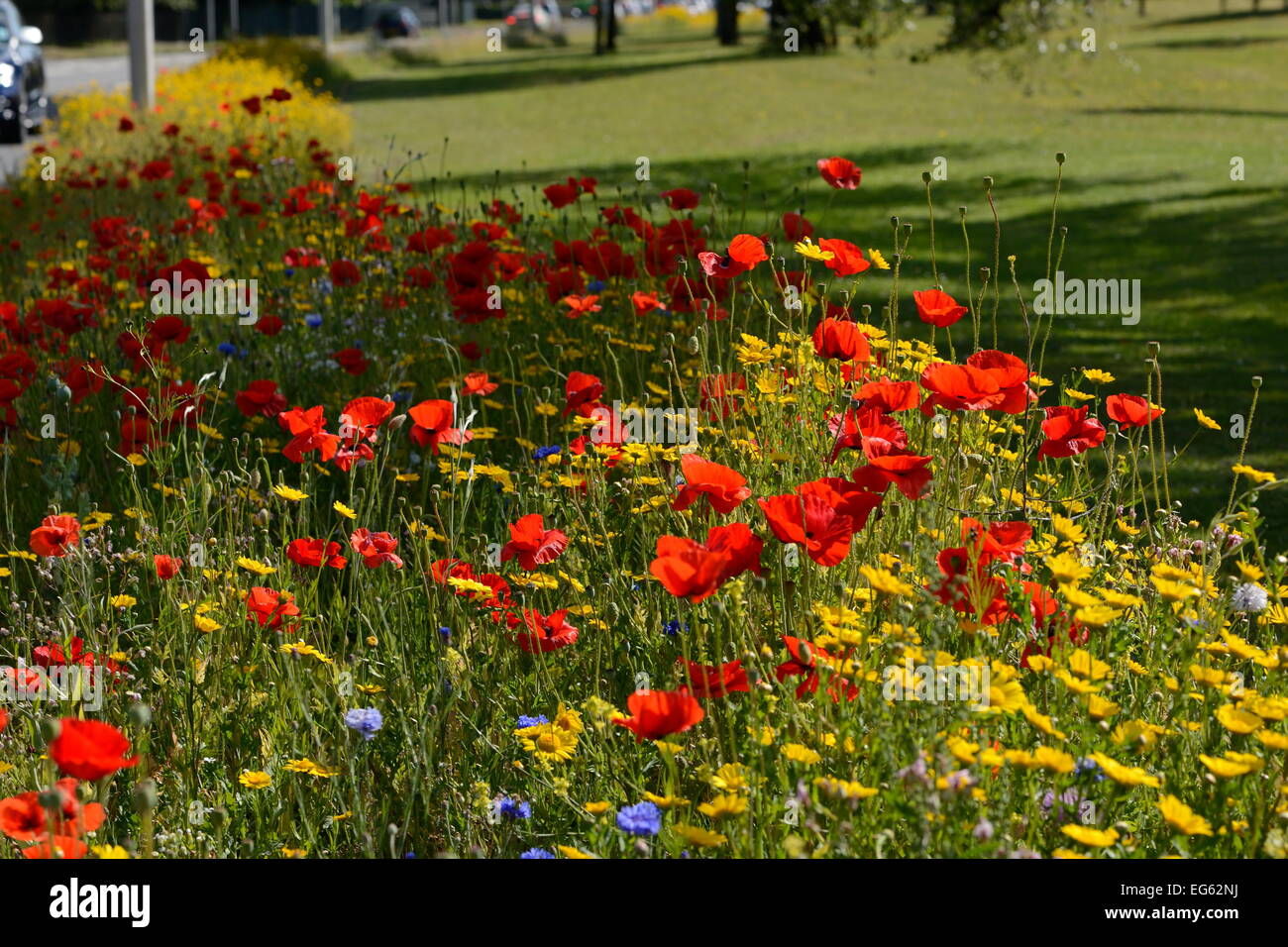 brightly colored wildflowers on a spring day Stock Photo