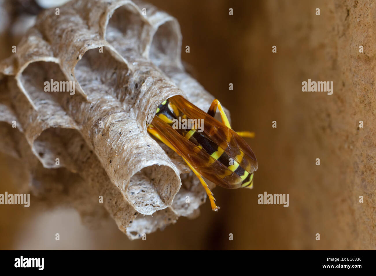 Paper wasp nest Stock Photo