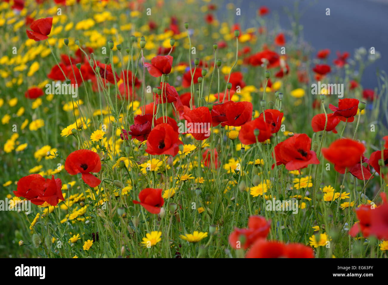 brightly colored wildflowers on a spring day Stock Photo
