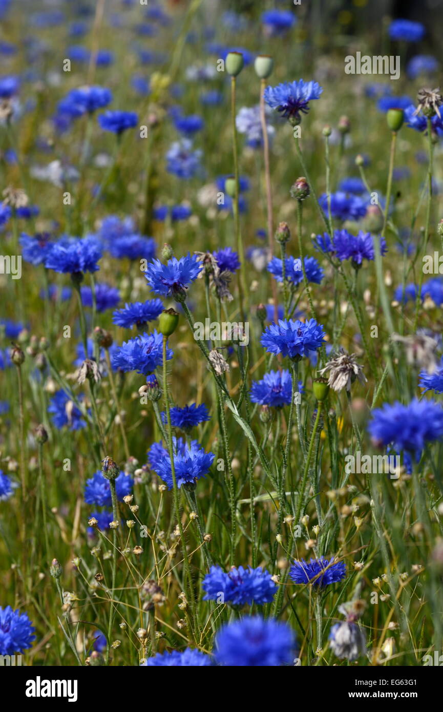 a myriad of blue from brightly colored wildflowers on a spring day Stock Photo