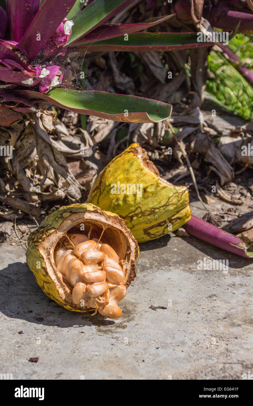 A pod spills out ripe Cacao beans onto the ground. Stock Photo