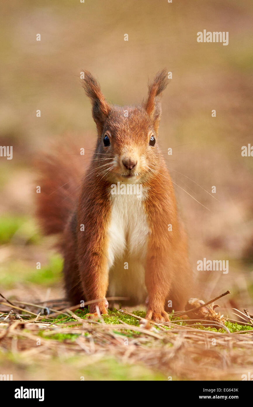 Eurasian Red Squirrel in woodland (Sciurus vulgaris) Stock Photo