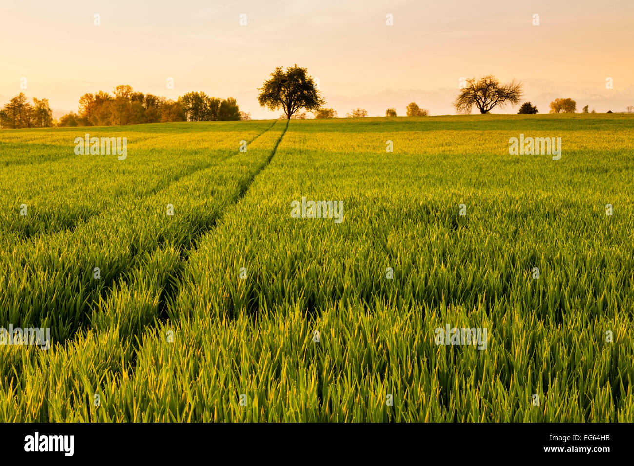 Early morning at a Corn Field near the Greifensee, Kanton Zurich Stock Photo