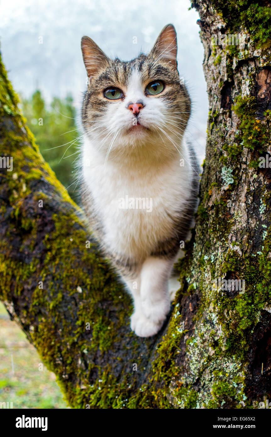 Small farm cat in tree branch with raindrops on face, Ariege, France Stock Photo