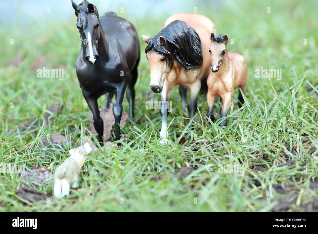 A second photograph composed and framed of the horse family with a wolf approaching. Still Life Photography Stock Photo