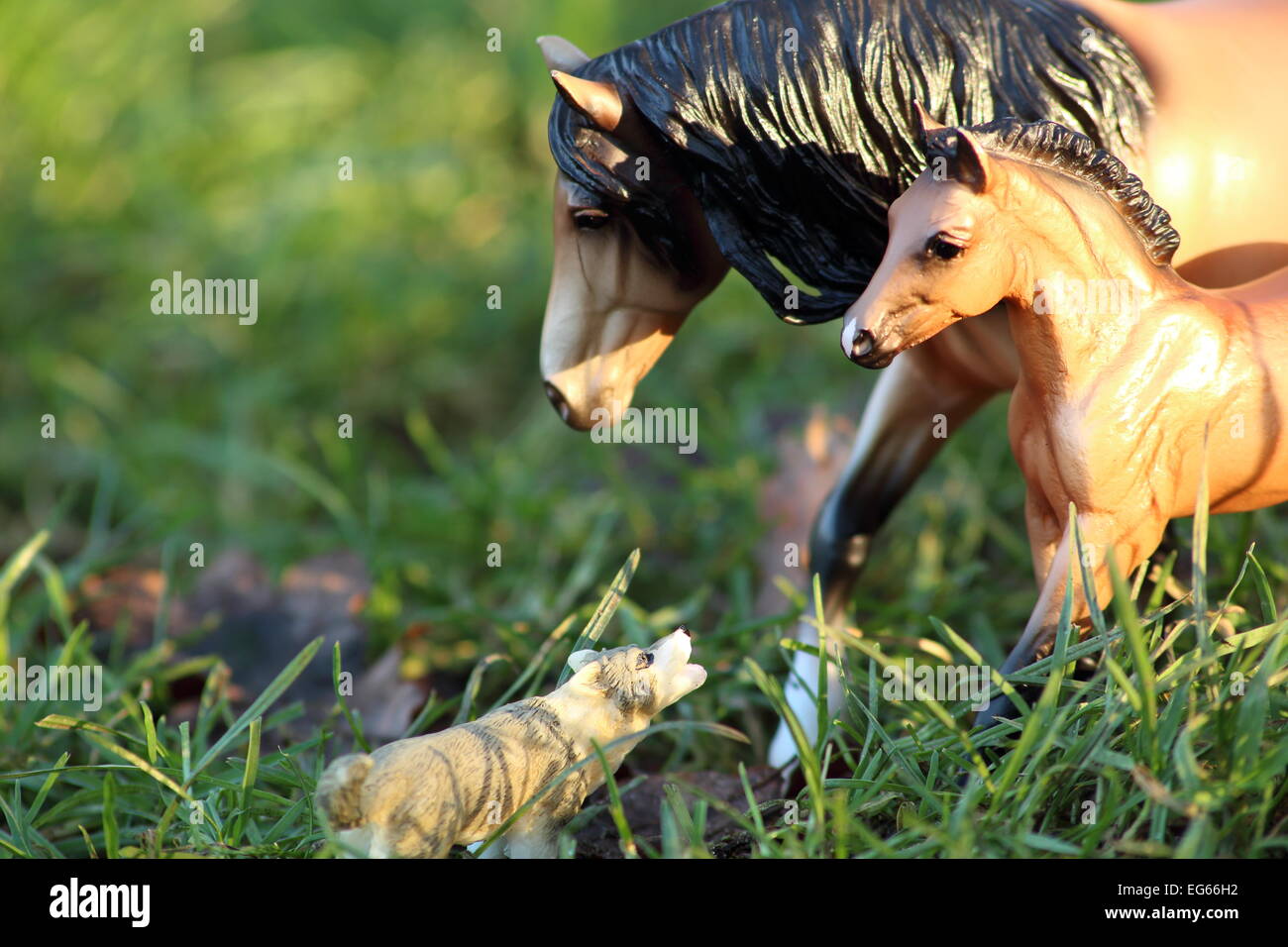 A photograph representing a mother and foal partially in shot as a wolf approaches. Still Life Photography Stock Photo