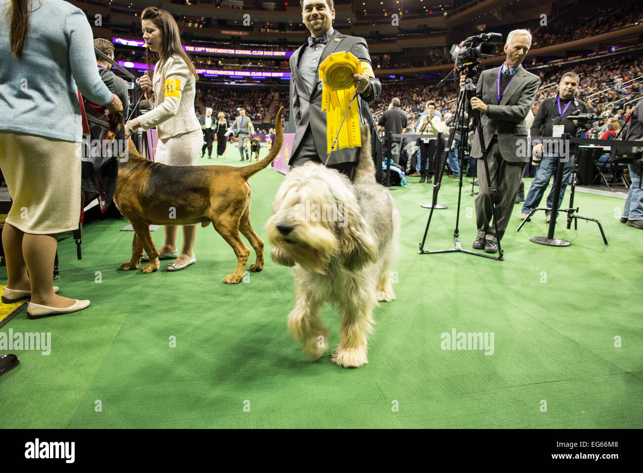 New York, NY, USA. 16th Feb, 2015. Otterhound Aberdeens Under The Influence, known as Dui, leaves the ring with his owner after winning third place in the hound group judging of the 139th Westminster Kennel Club dog show. Credit:  Ed Lefkowicz/Alamy Live News Stock Photo