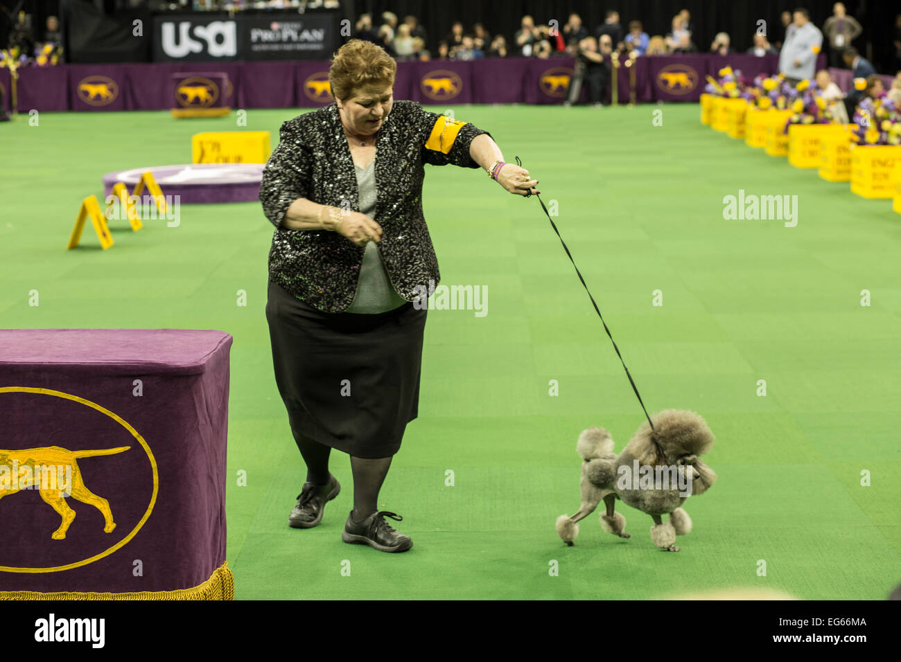 New York, NY, USA. 16th Feb, 2015. Toy poodle Lomar Swag's One Tin Soldier in the ring for the toy group competition at the 139th Westminster Kennel Club Dog Show. Credit:  Ed Lefkowicz/Alamy Live News Stock Photo