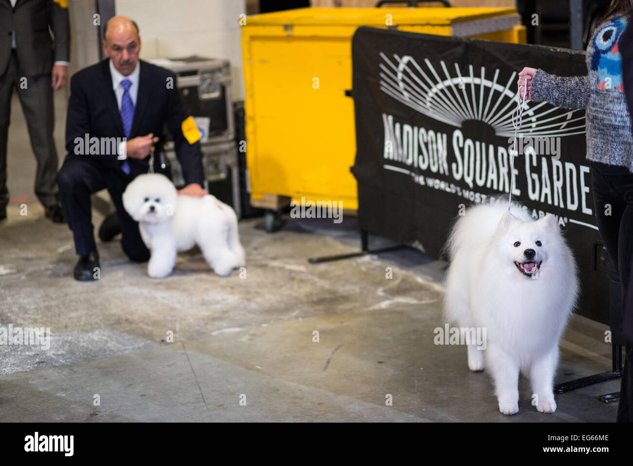 New York, NY, USA. 16th Feb, 2015. American Eskimo dog Nuuktok's Atka Inukshuk, right, waiting behind the scenes prior to the non-sporting dog group competition of the Westminster Kennel Club Dog Show. In the background is Bichon frise Lomar Swag's One Tin Soldier, which won first place group; Atka Inukshook won fourth. Credit:  Ed Lefkowicz/Alamy Live News Stock Photo