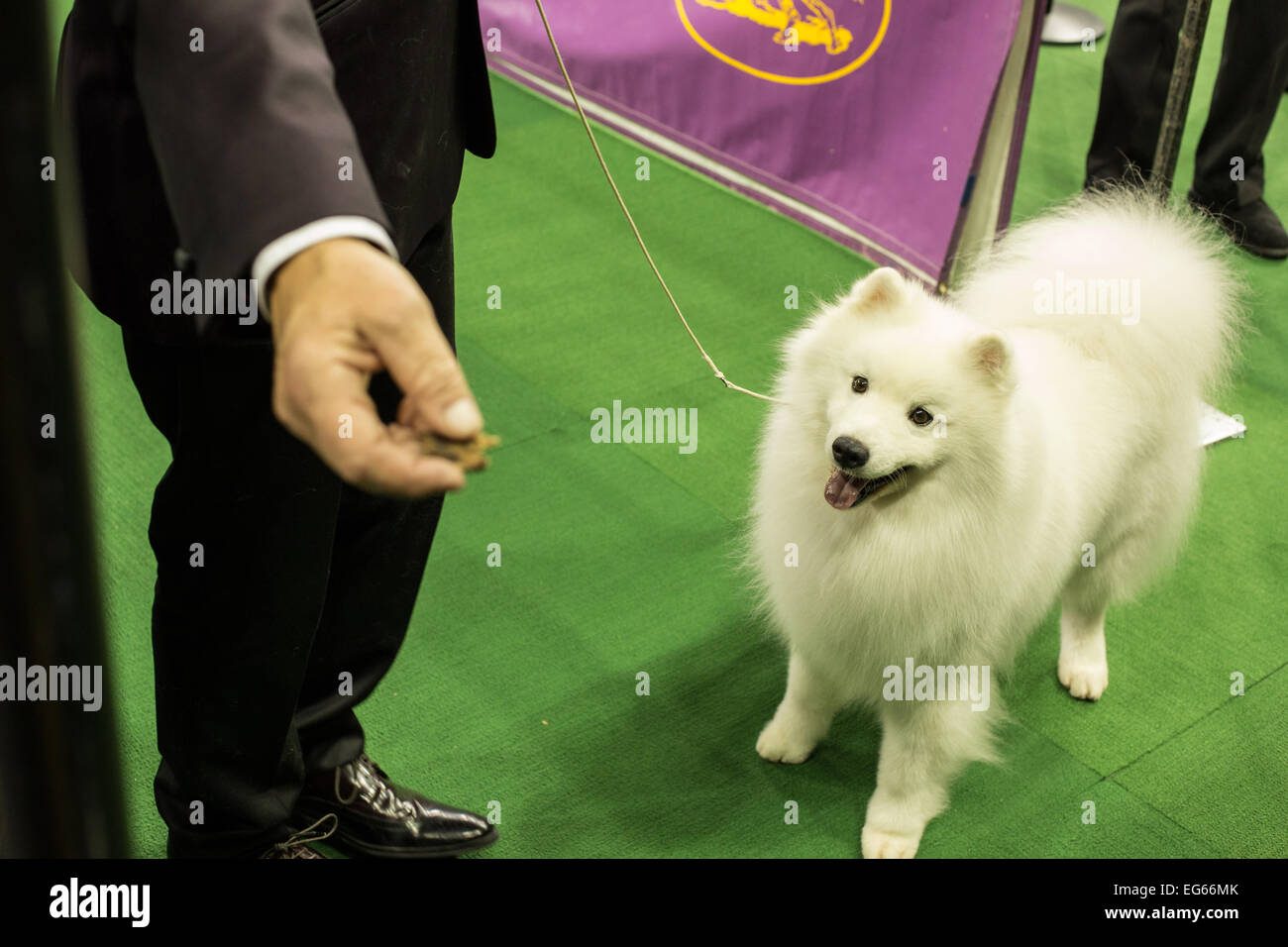 New York, NY, USA. 16th Feb, 2015. American Eskimo dog Nuuktok's Atka Inukshuk focused on a treat held by his handler after taking fourth place in the non-sporting dog group competition of the Westminster Kennel Club Dog Show. Credit:  Ed Lefkowicz/Alamy Live News Stock Photo