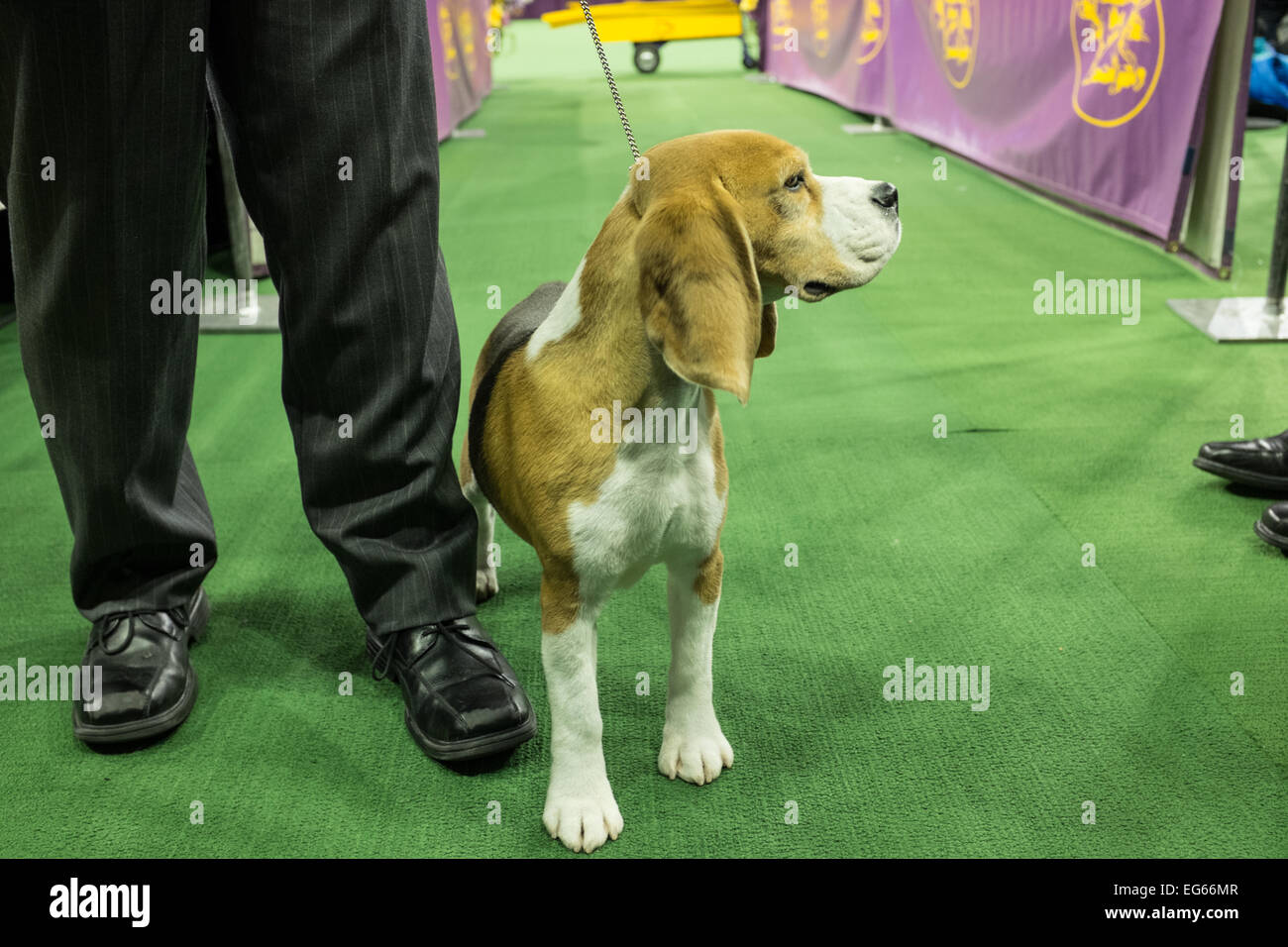 New York, NY, USA. 16th Feb, 2015. Beagle Tashtins Lookin For Trouble coming out of the ring after the hound group judging of the 139th Westminster Kennel Club dog show. Credit:  Ed Lefkowicz/Alamy Live News Stock Photo