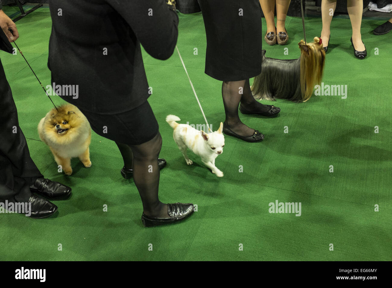 New York, NY, USA. 16th Feb, 2015. Dogs in the toy group and their handlers getting ready to enter the ring for the toy group judging at the 139th Westminster Kennel Club Dog Show. Credit:  Ed Lefkowicz/Alamy Live News Stock Photo