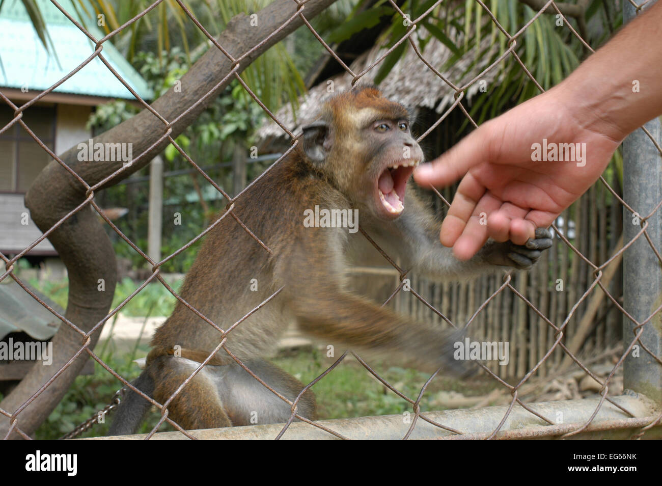 Violent monkey in the village El Nido. Philippines. El Nido (officially the Municipality of El Nido) is a first class municipali Stock Photo