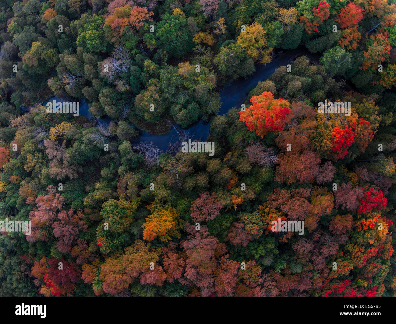 An aerial view of fall colours above the Albion Hills Conservation Area on a hot autumn afternoon Stock Photo
