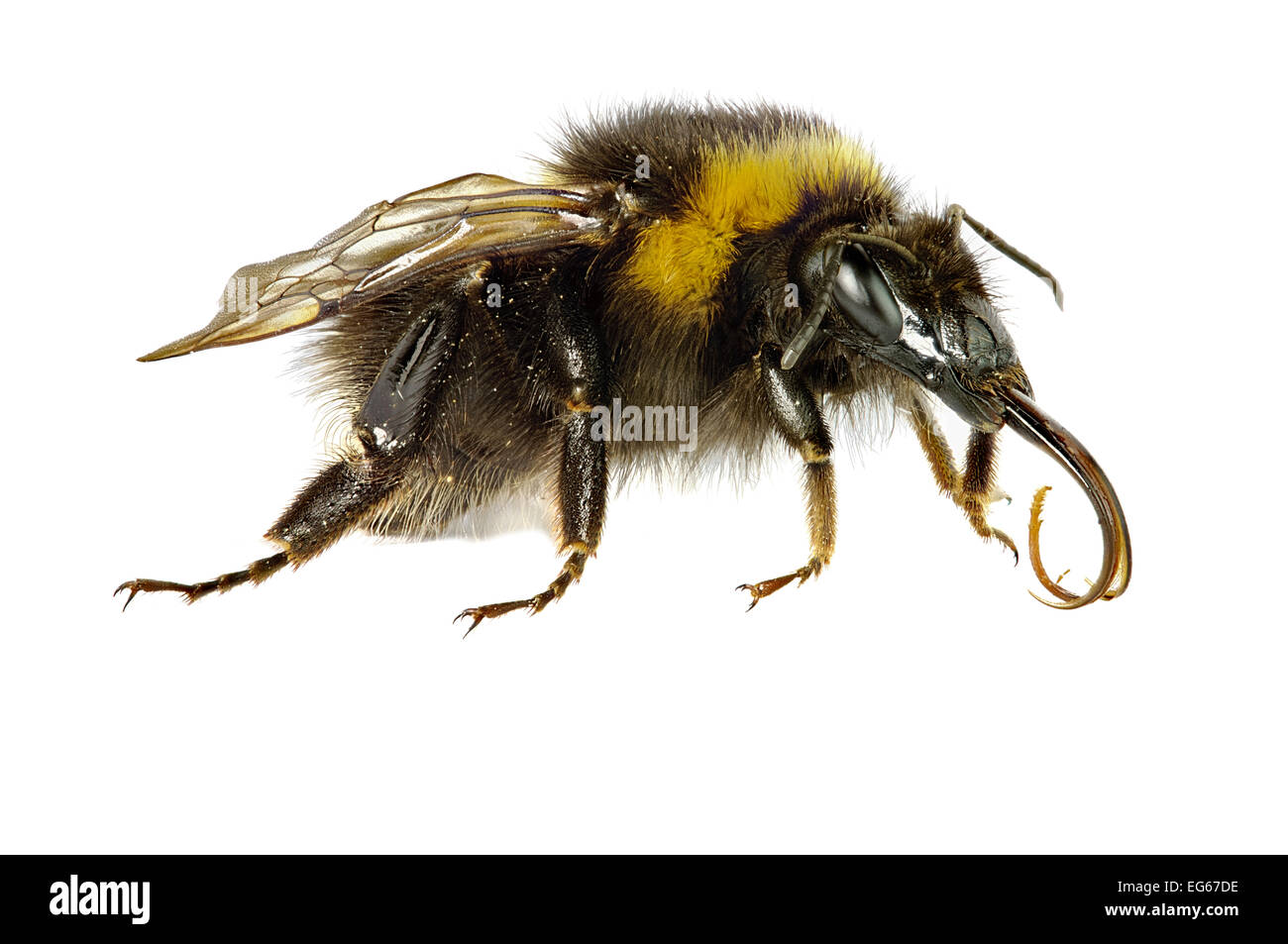 Garden Bumble bee Bombus hortorum Stock Photo