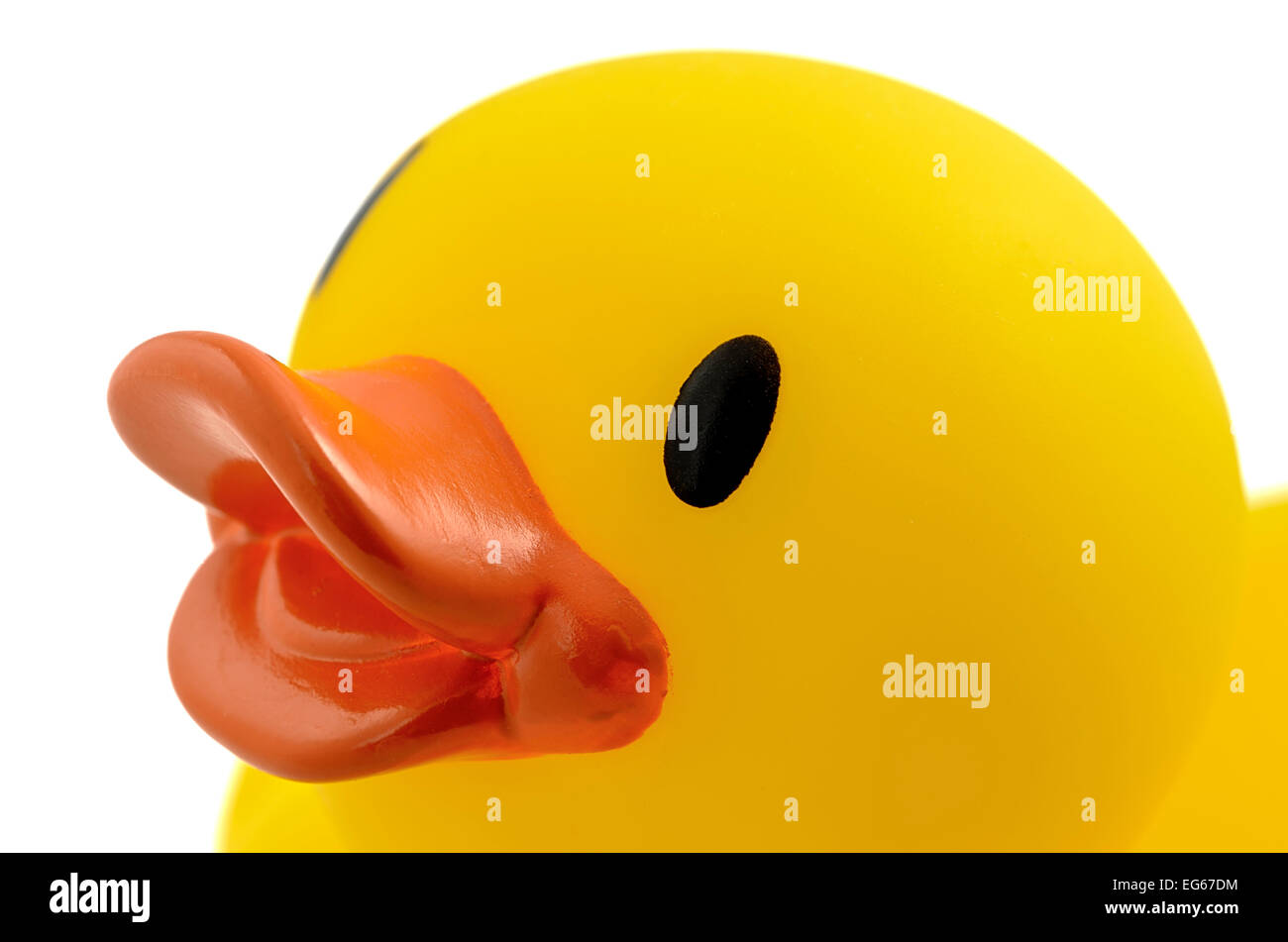 close up of rubber ducks head Stock Photo