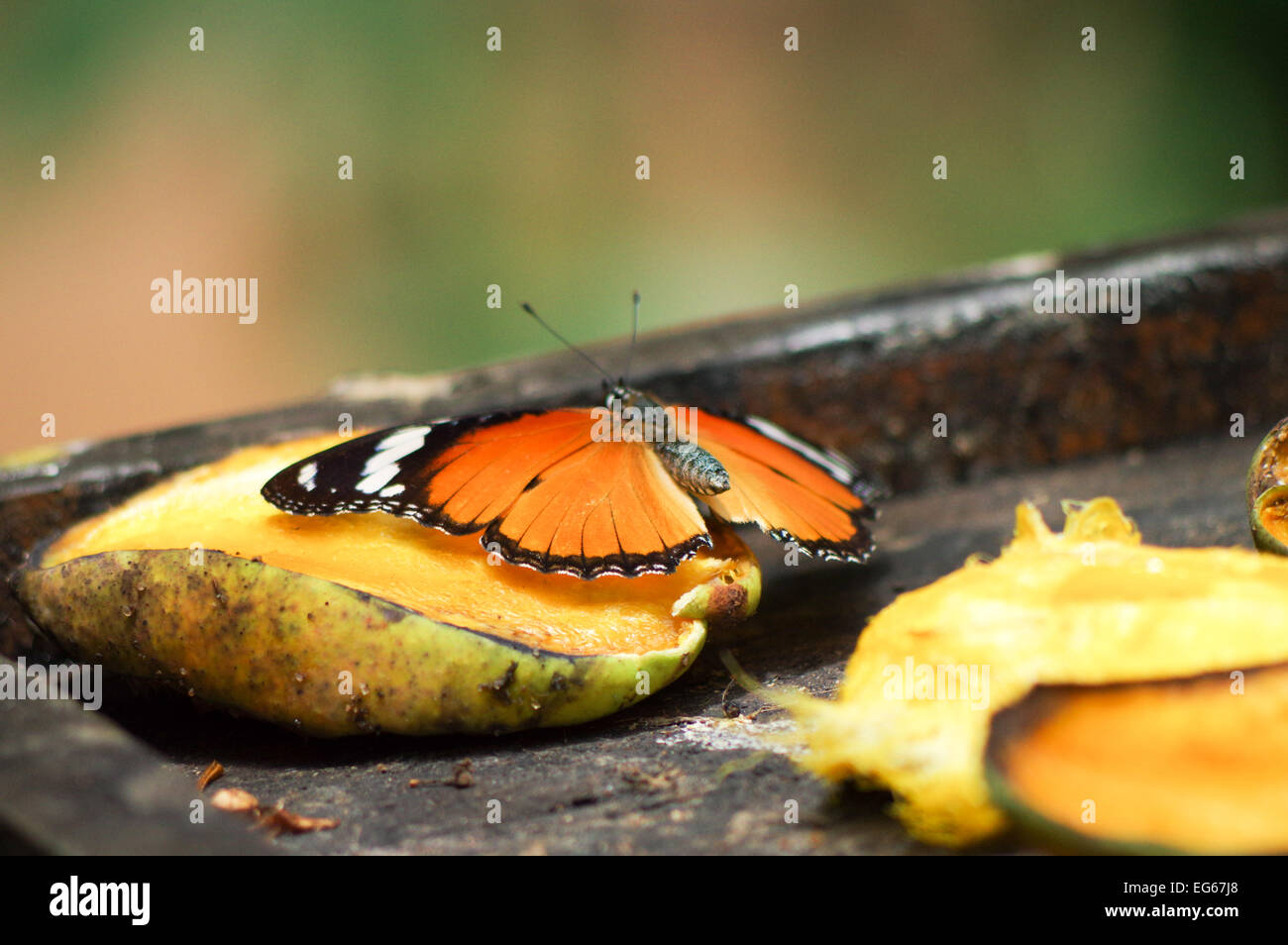 African monarch feeding on mango in Zanzibar Butterfly Centre Stock Photo