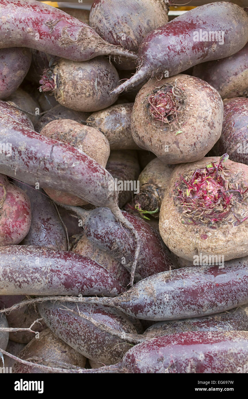(Beta vulgaris subsp. vulgaris var. conditiva)  Beet root on a market Stock Photo
