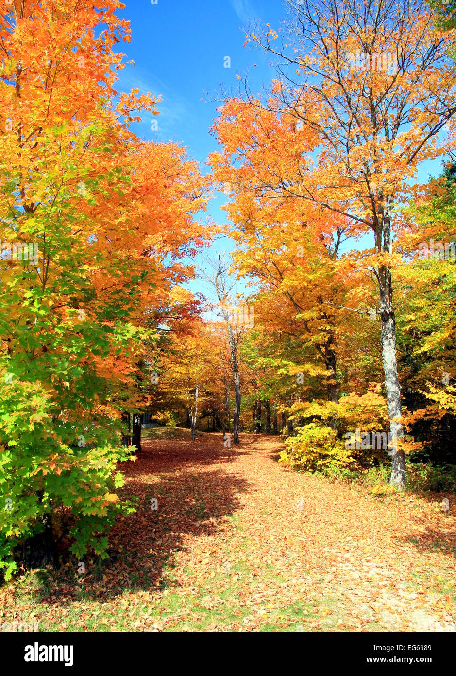 Autumnal colors in a wood in Ontario, Canada Stock Photo