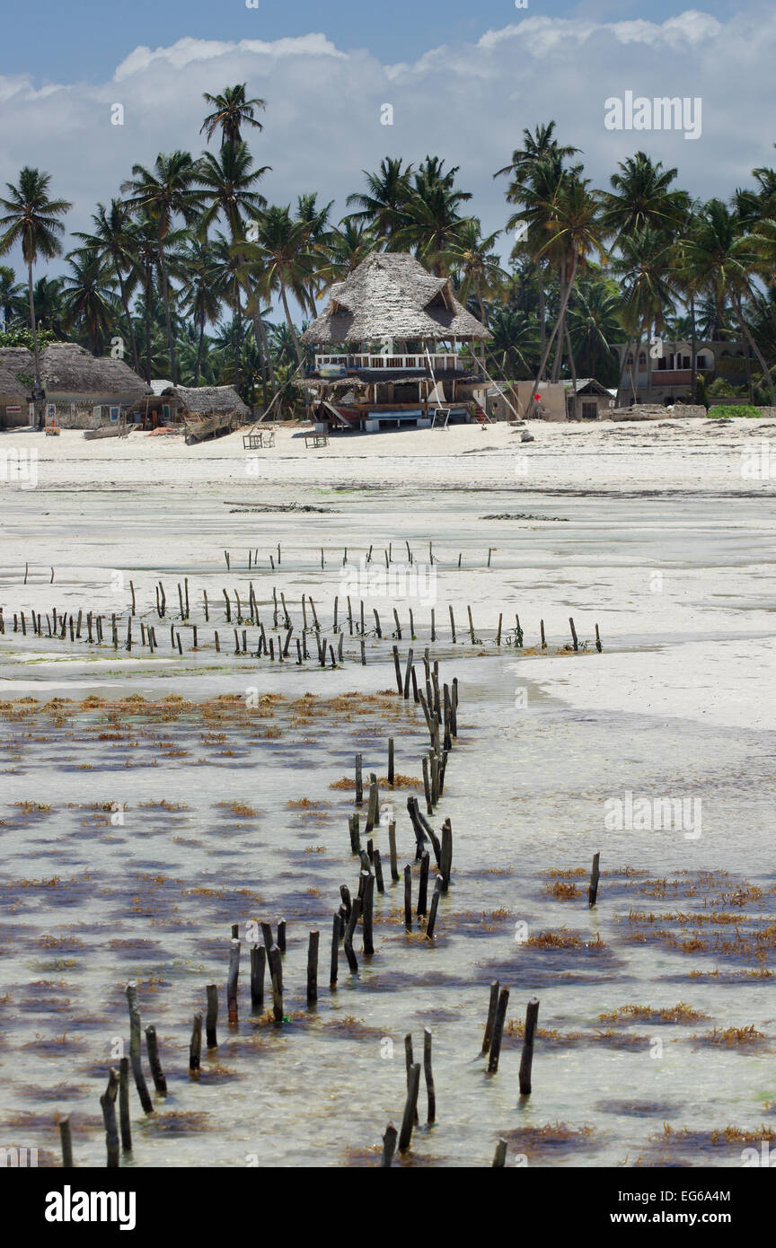 Seaweed farming in Jambiani, Zanzibar Stock Photo