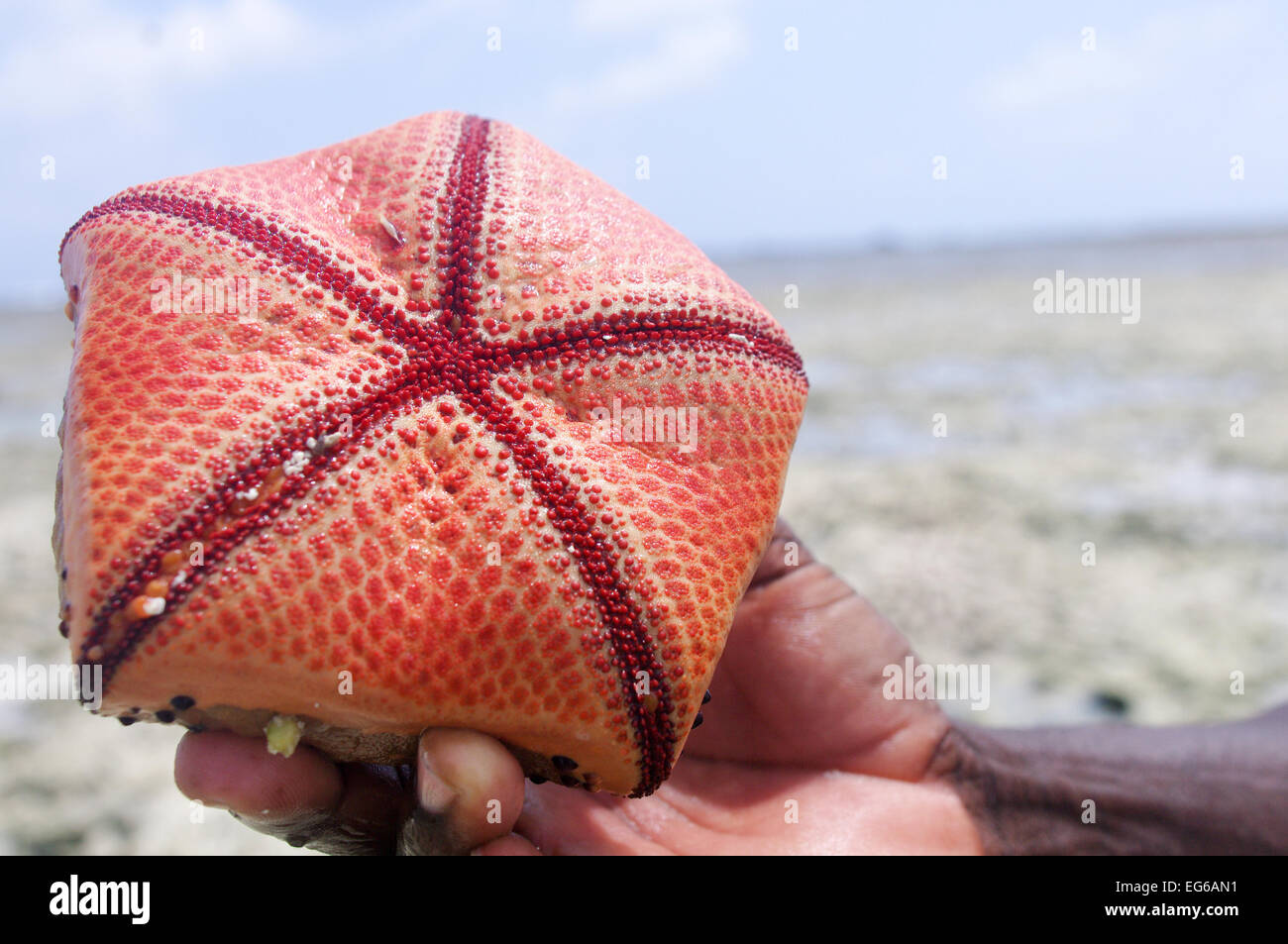 Cushion star found in Zanzibar at low tide Stock Photo