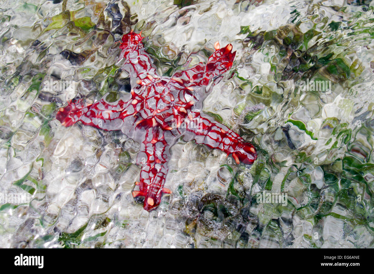 Red-knobbed starfish spotted in Zanzibar Stock Photo