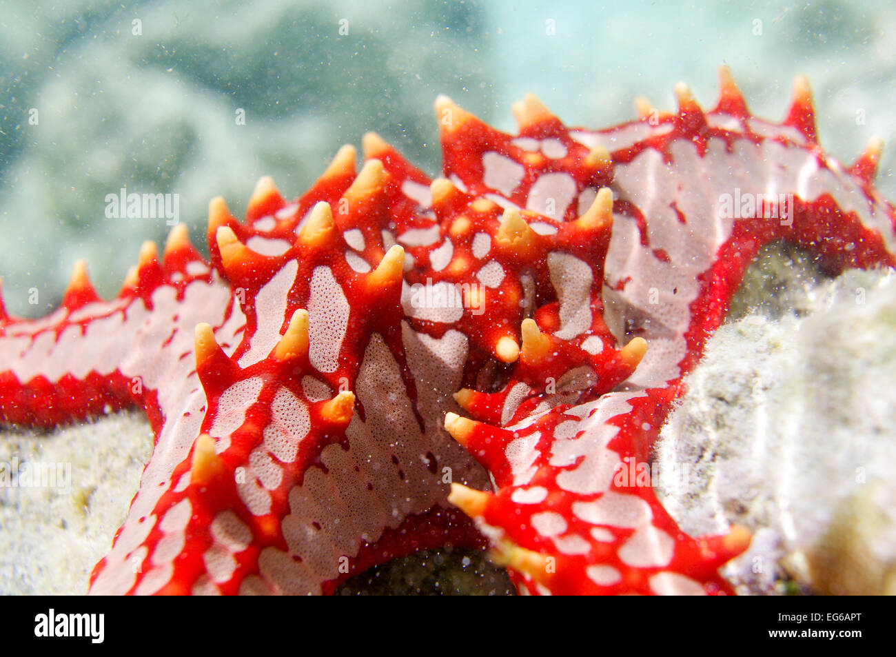 Red-knobbed starfish spotted in Zanzibar Stock Photo