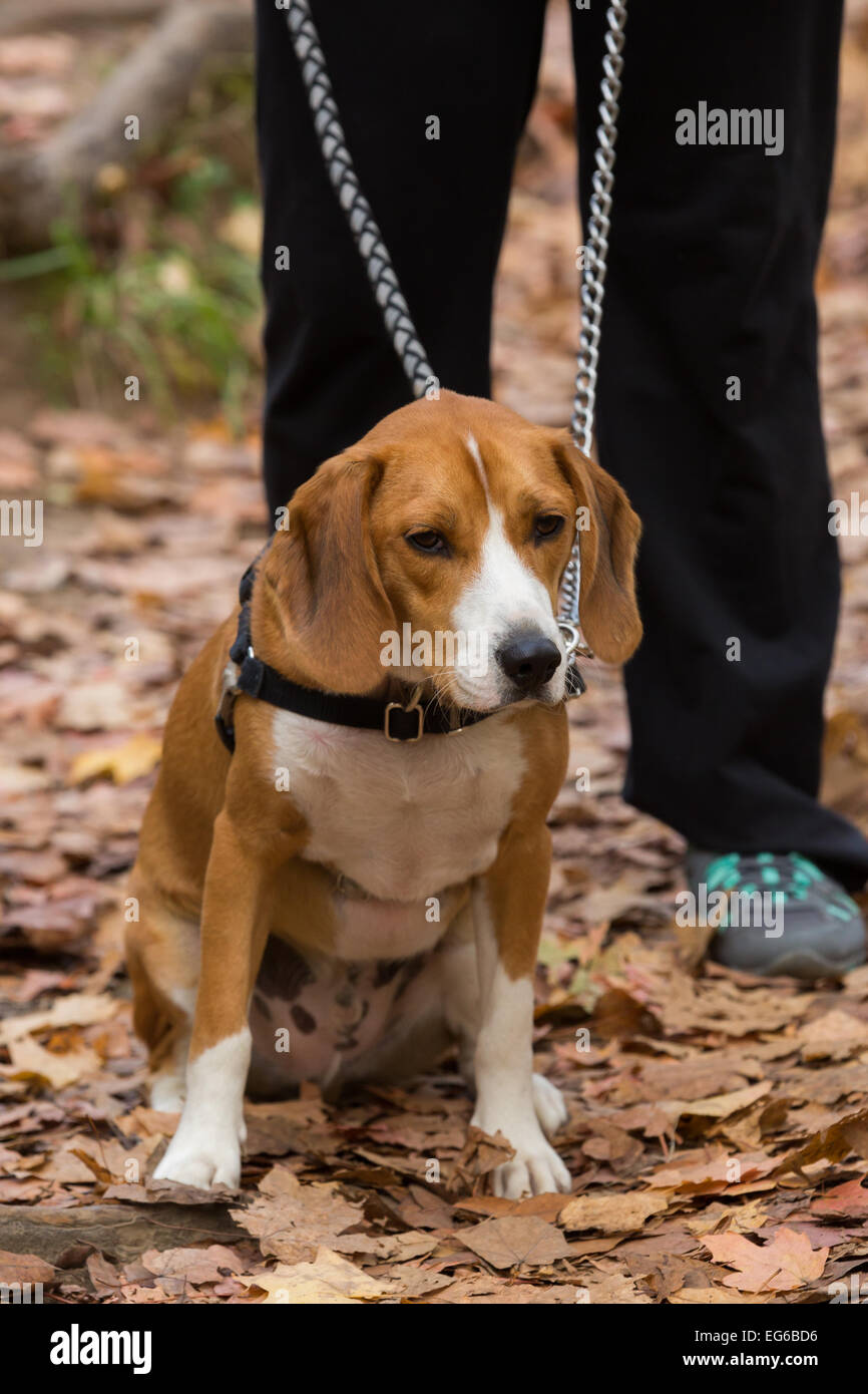 Biscuit an 8 month old brown and white beagle puppy looking sitting down on a pile of leaves after a walk in the park. Stock Photo