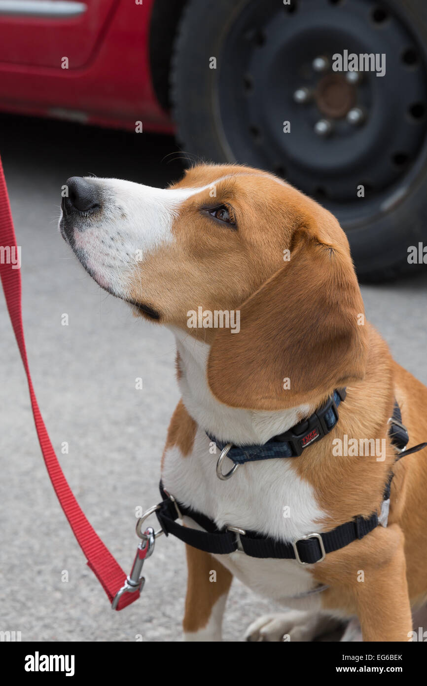 8 month old beagle 2025