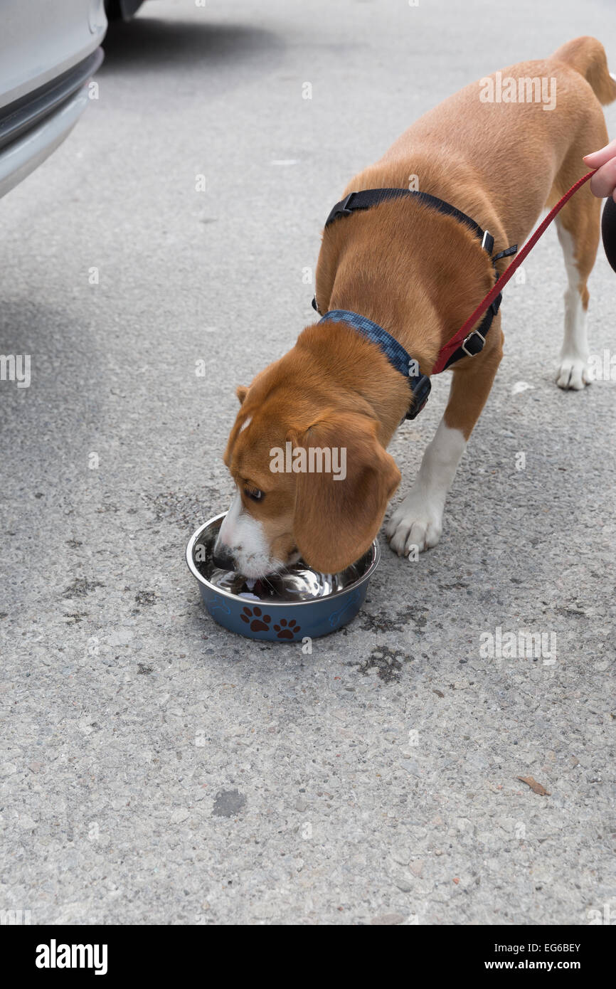 Biscuit an 8 month old brown and white beagle puppy drinking water from a bowl. Stock Photo