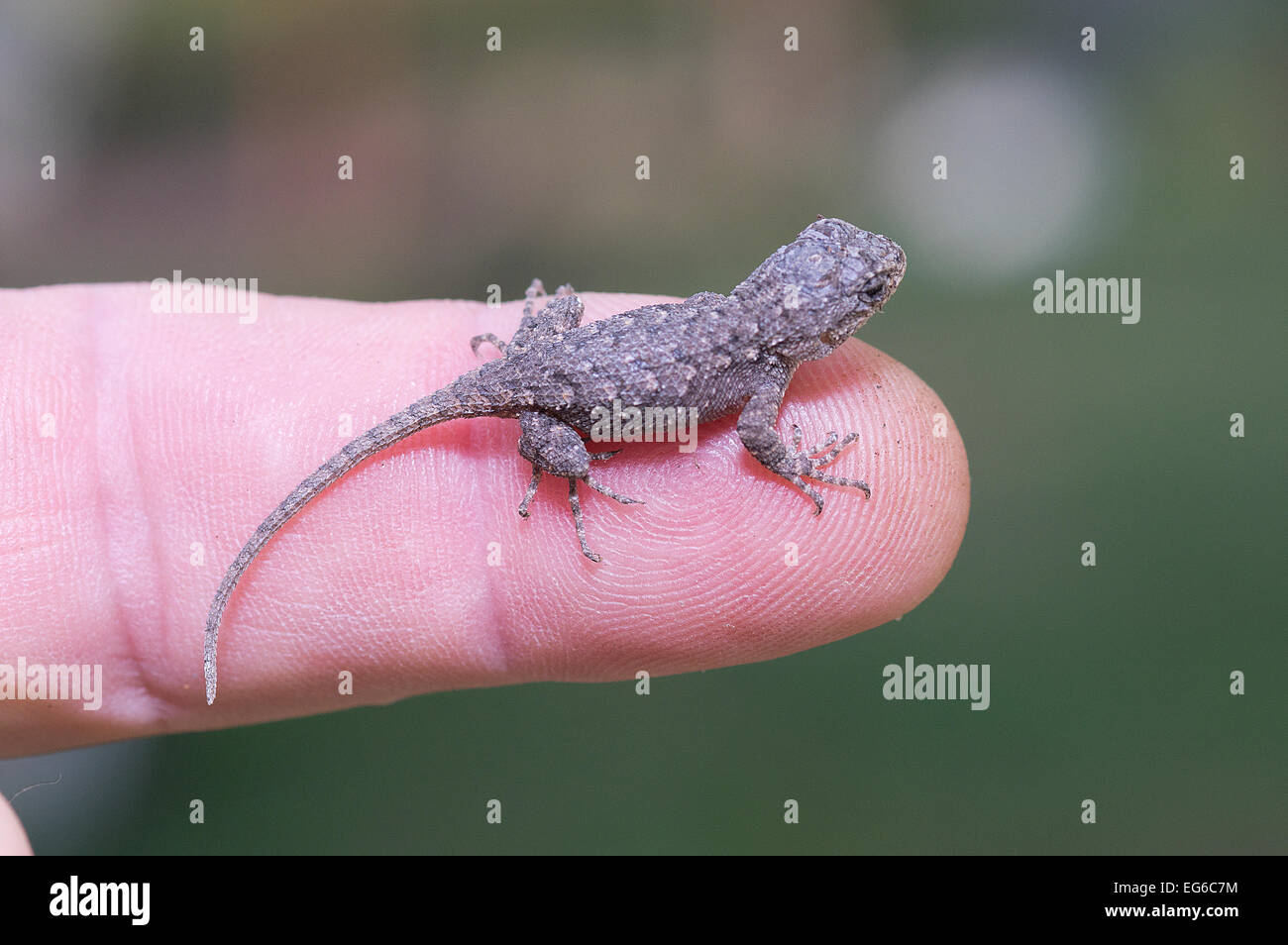 Eastern Fence Lizard, Sceloporus undulatus, hatchling setting on finger, lizard hatchling Stock