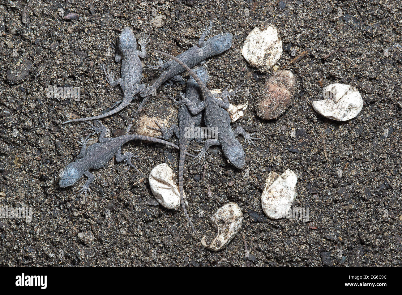 Eastern Fence Lizard, Sceloporus undulatus, hatchlings with eggs Stock