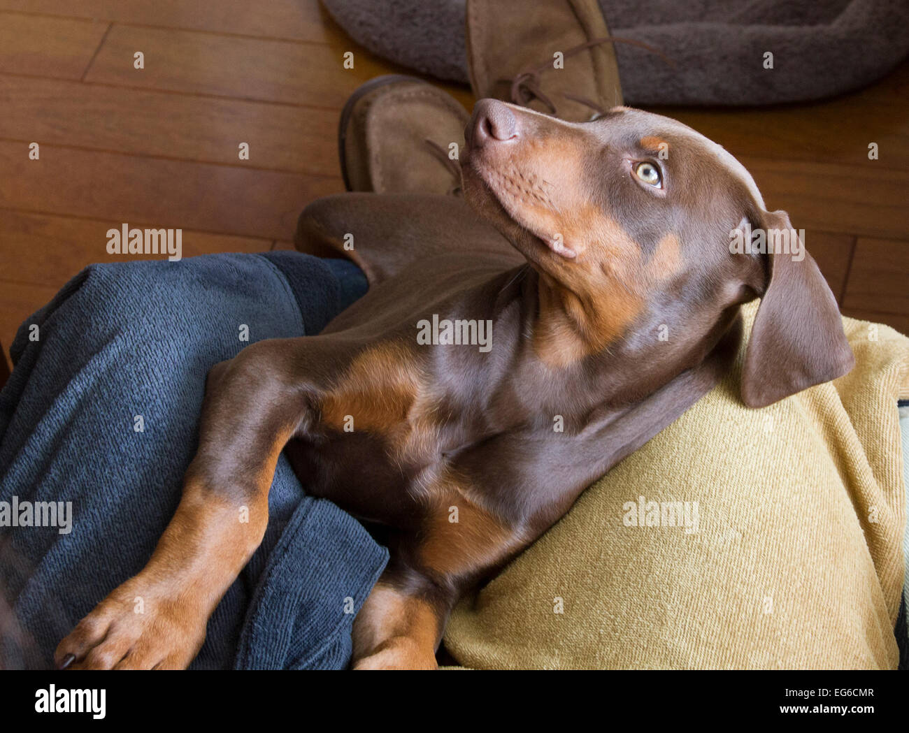 Doberman Puppy Stock Photo