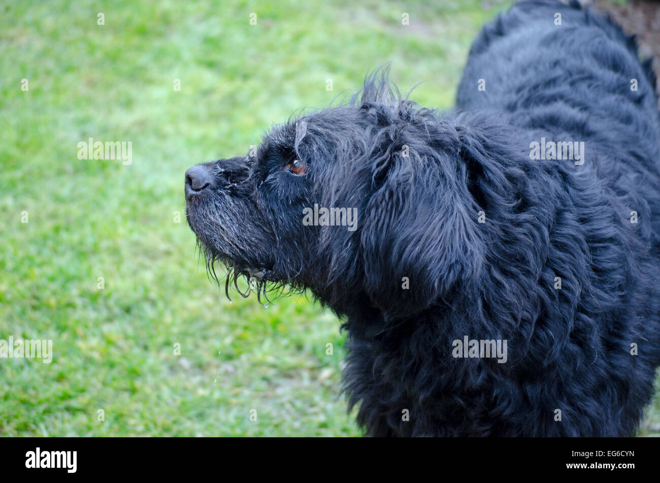 Profile of an old and dirty black dog with green grass in the background Stock Photo