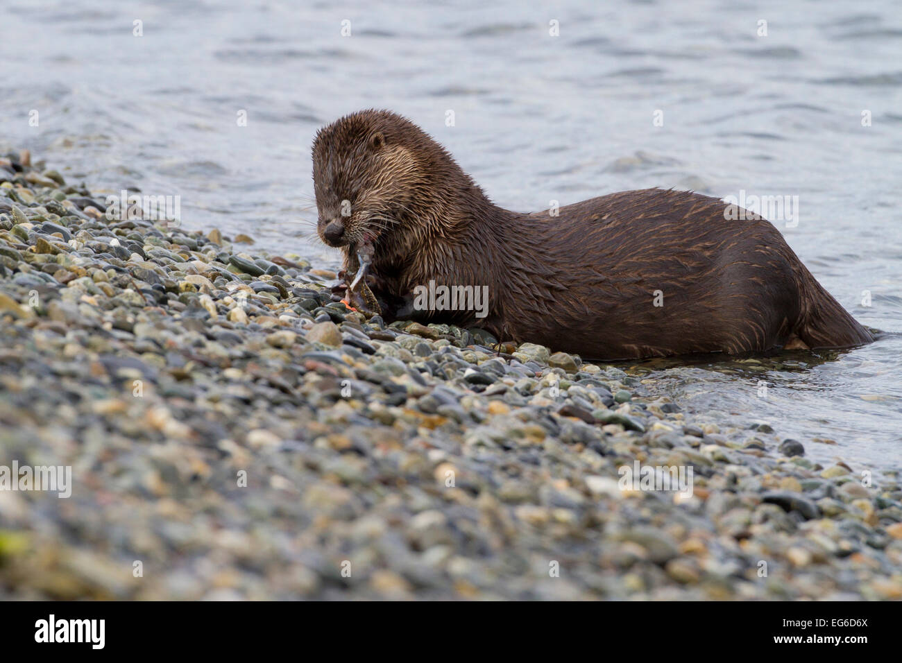 Northern River Otter (Lontra canadensis) devouring a fish along the shoreline at Whiffen Spit, Sooke, BC, Canada in January Stock Photo
