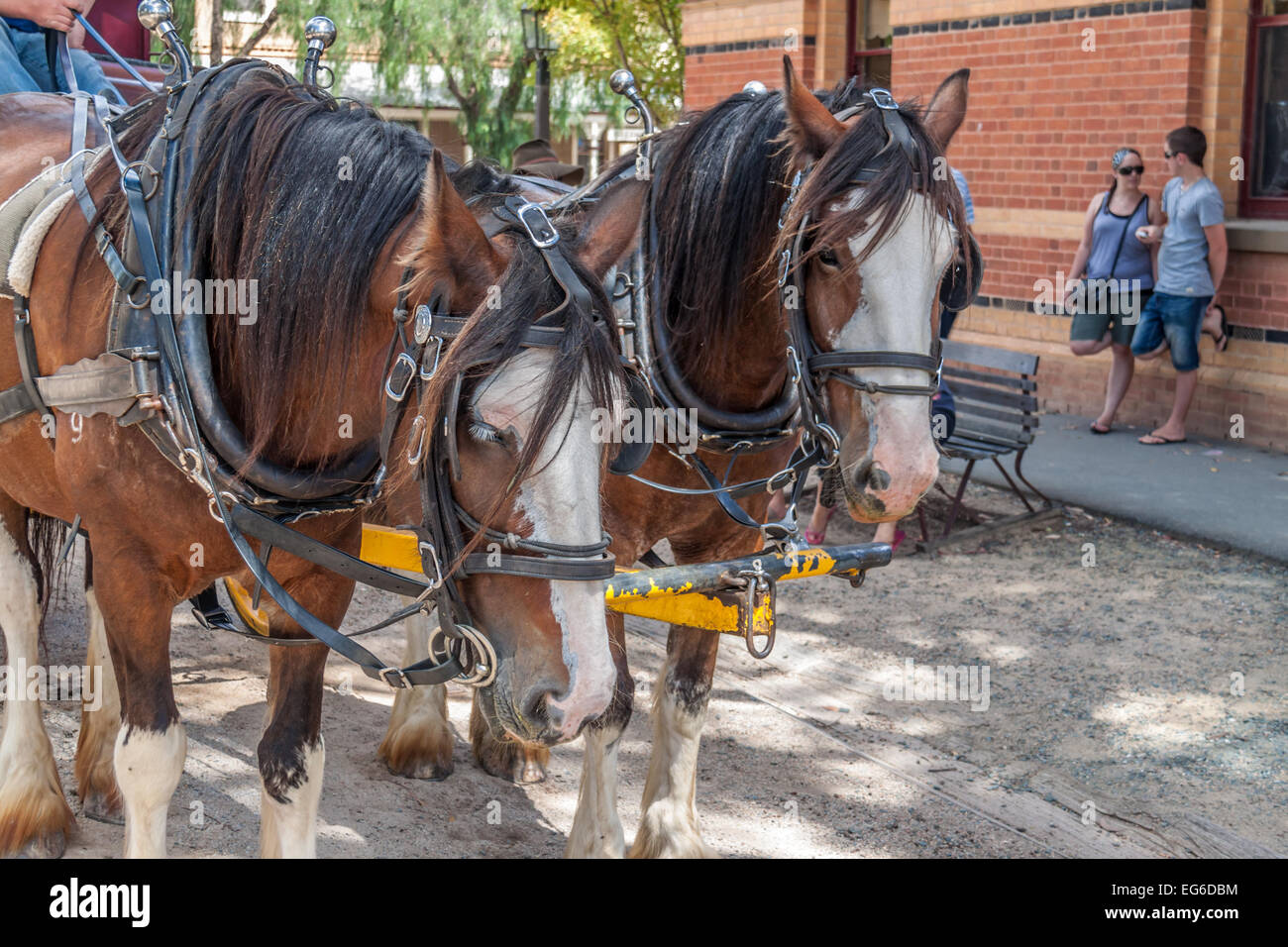Two horses harnessed pulling wagon Stock Photo