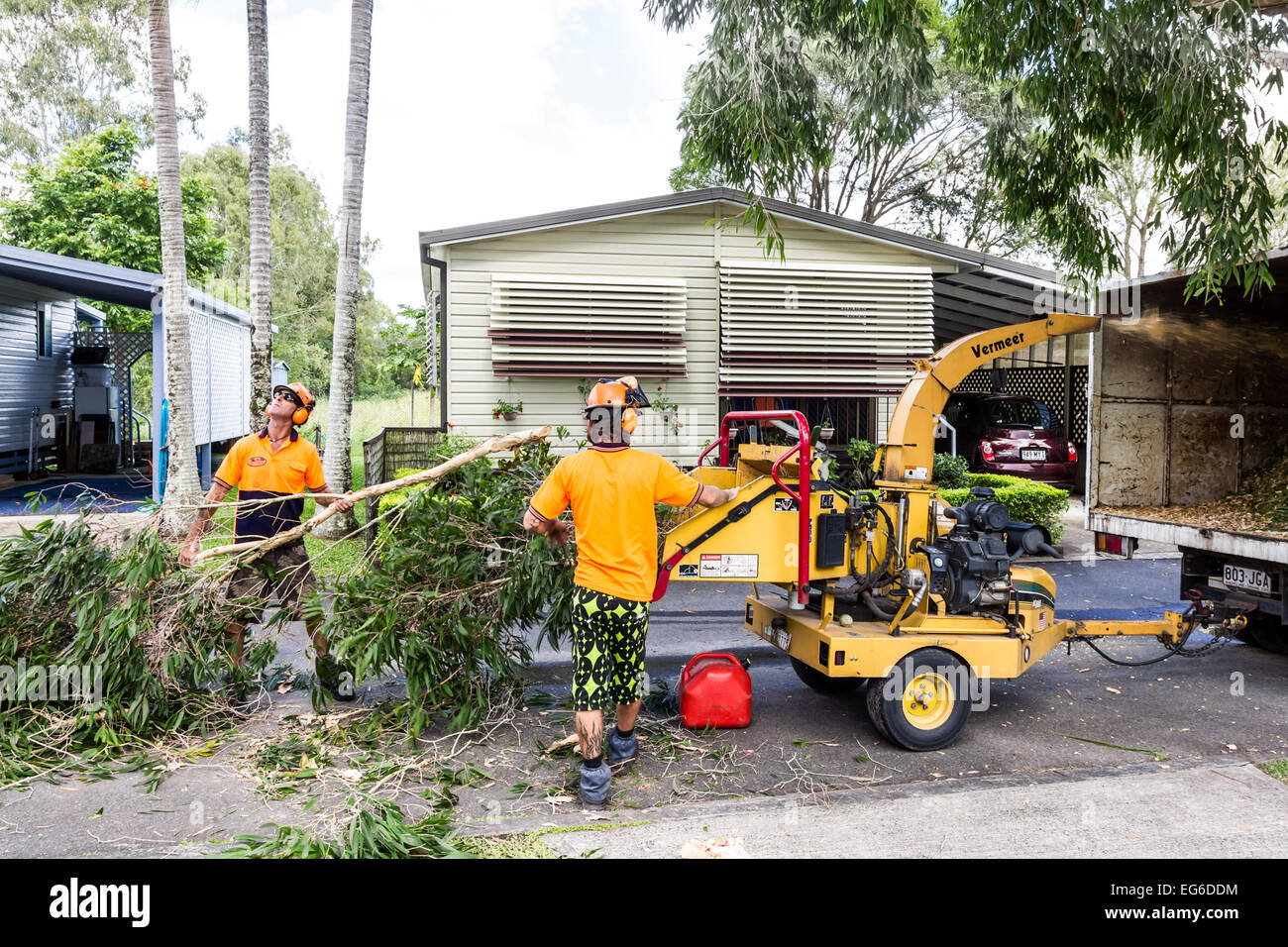 Workmen use a machine to shred tree branches. Stock Photo