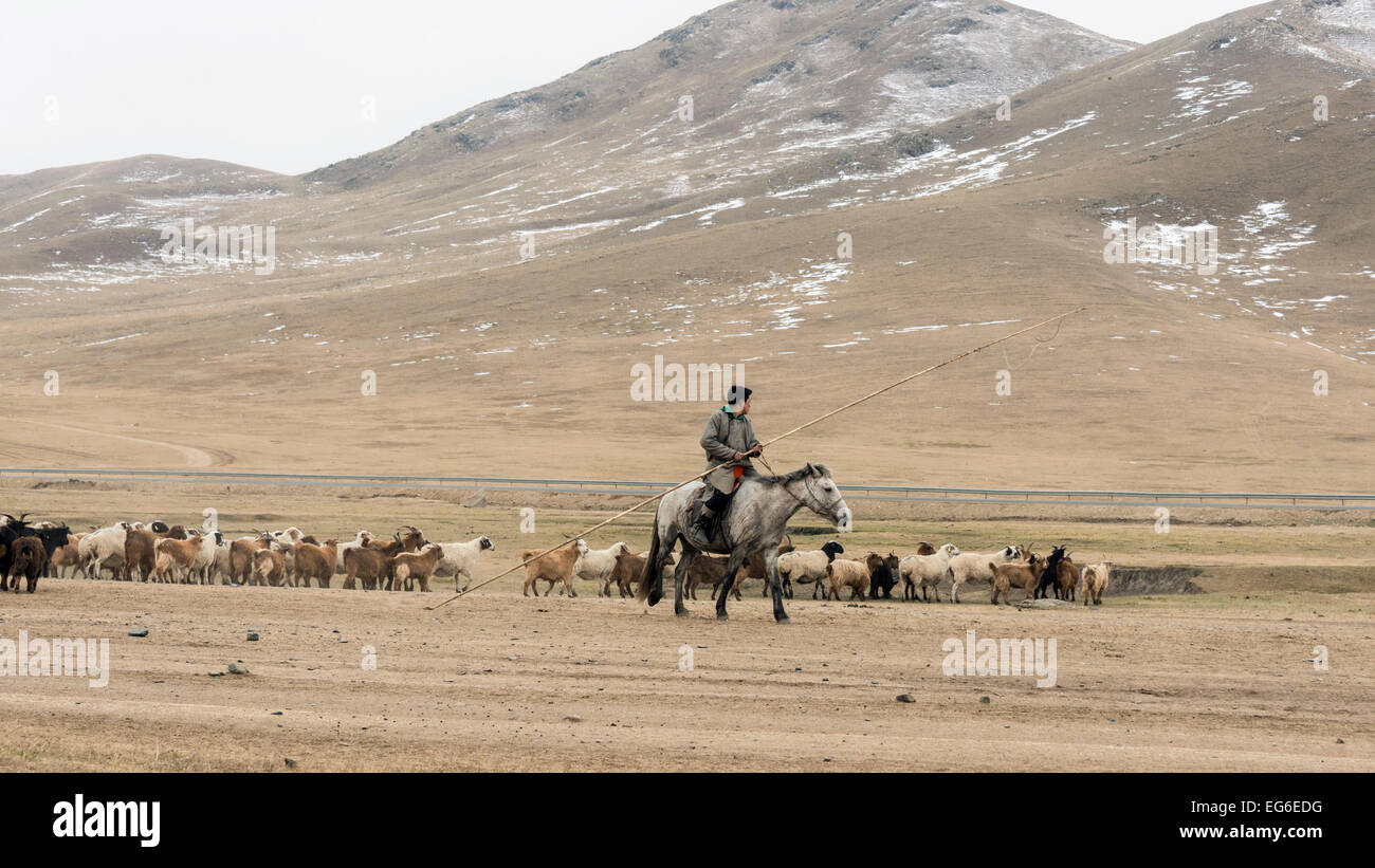 Goat herder with his flock, near Ulaan Baatar, Mongolia Stock Photo - Alamy