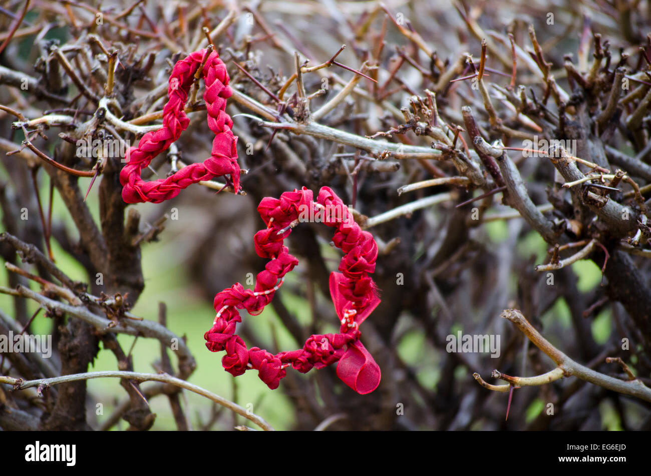 Two lace hearts on a thorny bush outdoors Stock Photo