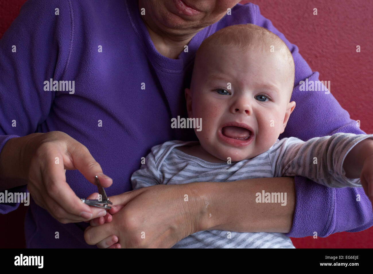 Denver, Colorado - Seven-month-old Adam Hjermstad Jr. cries as his grandmother, Susan Newell, cuts his fingernails. Stock Photo