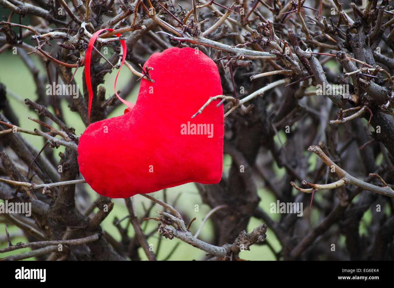 Red heart among thorns in the park Stock Photo