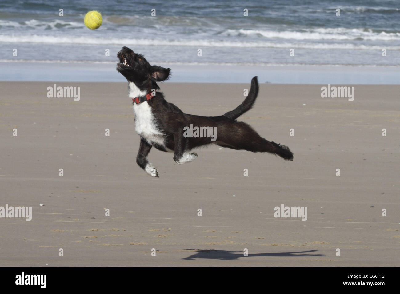 Jackapoo hi-res stock photography and images - Alamy