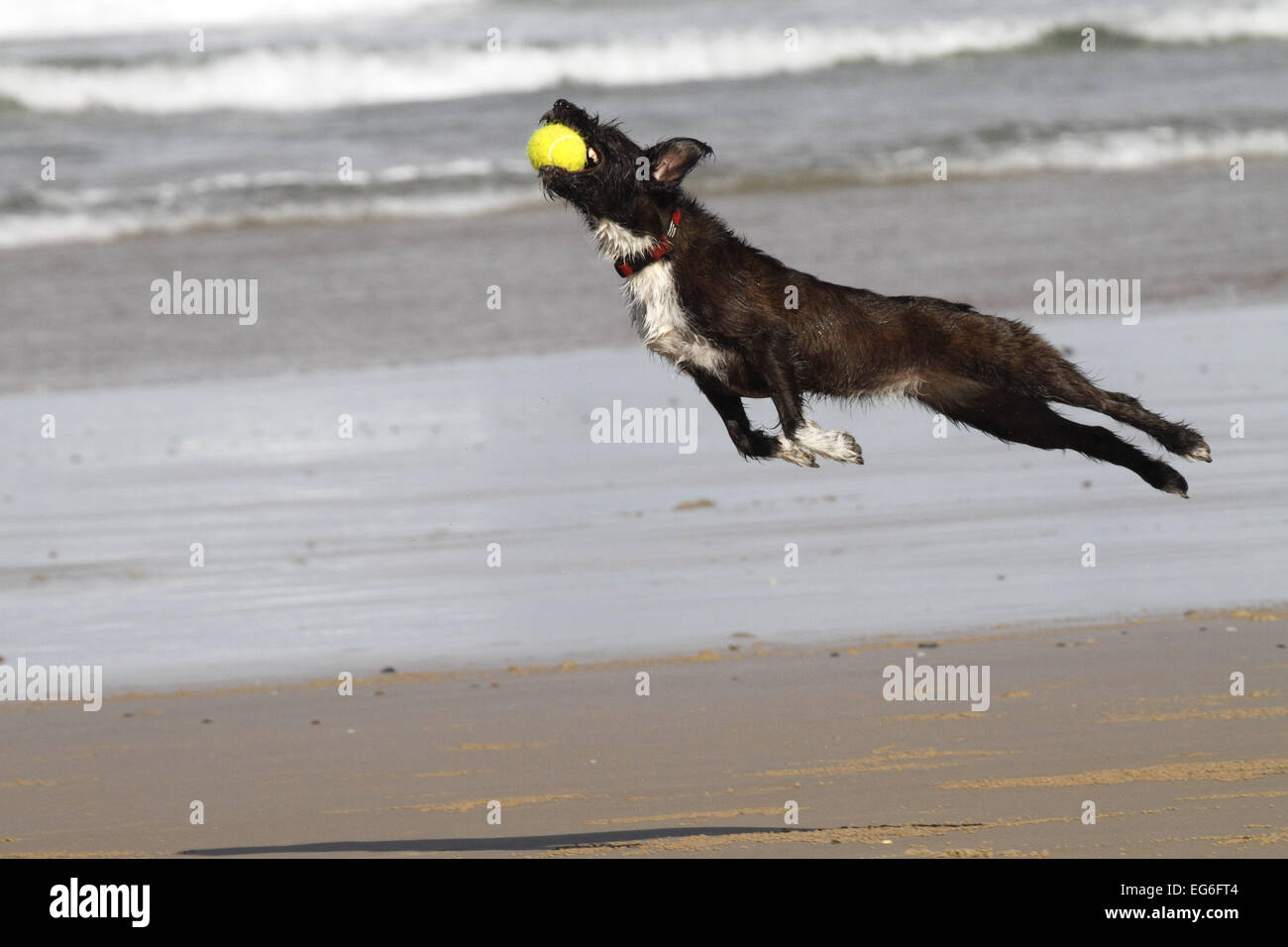 Jackapoo hi-res stock photography and images - Alamy