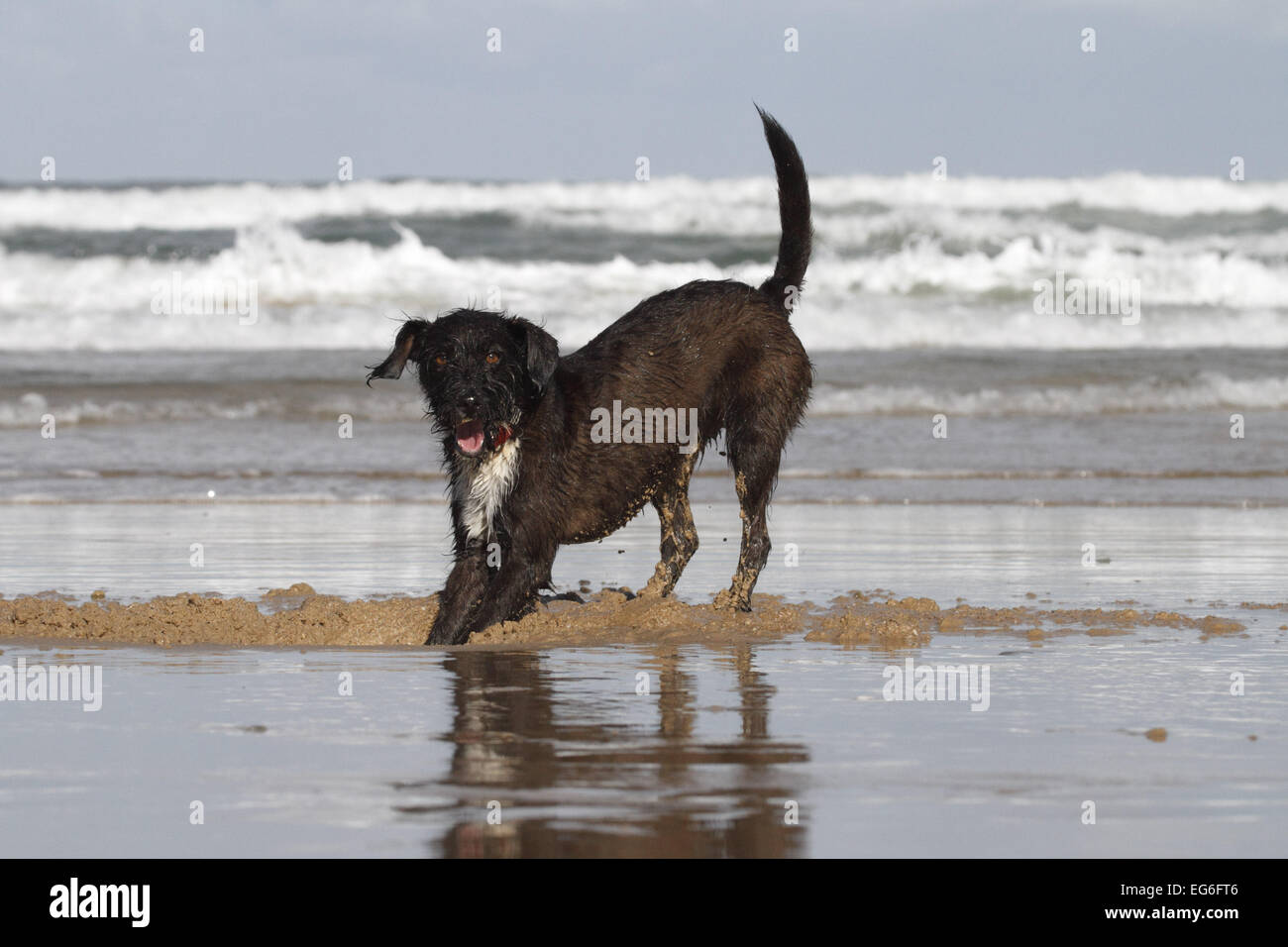 Jackapoo hi-res stock photography and images - Alamy