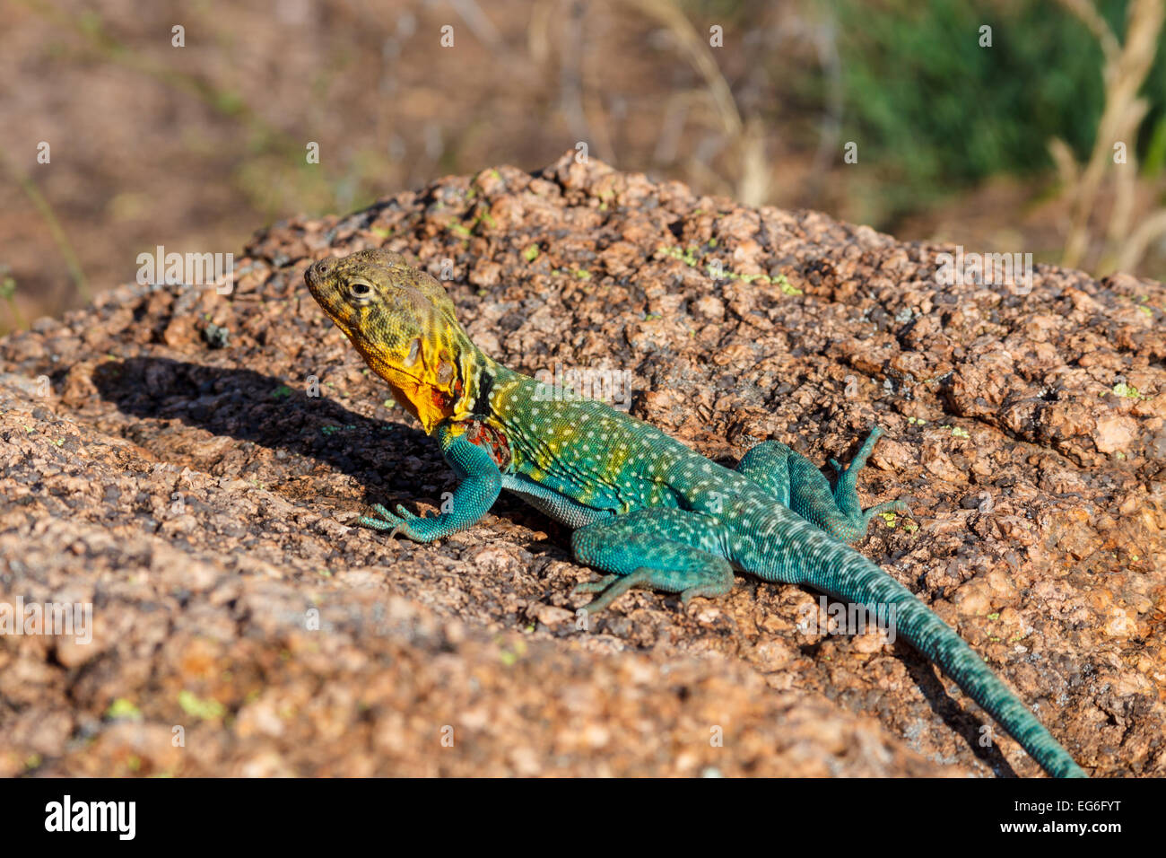 A "Mountain Boomer" (Collared Lizard) in Oklahoma's Wichita Mountains