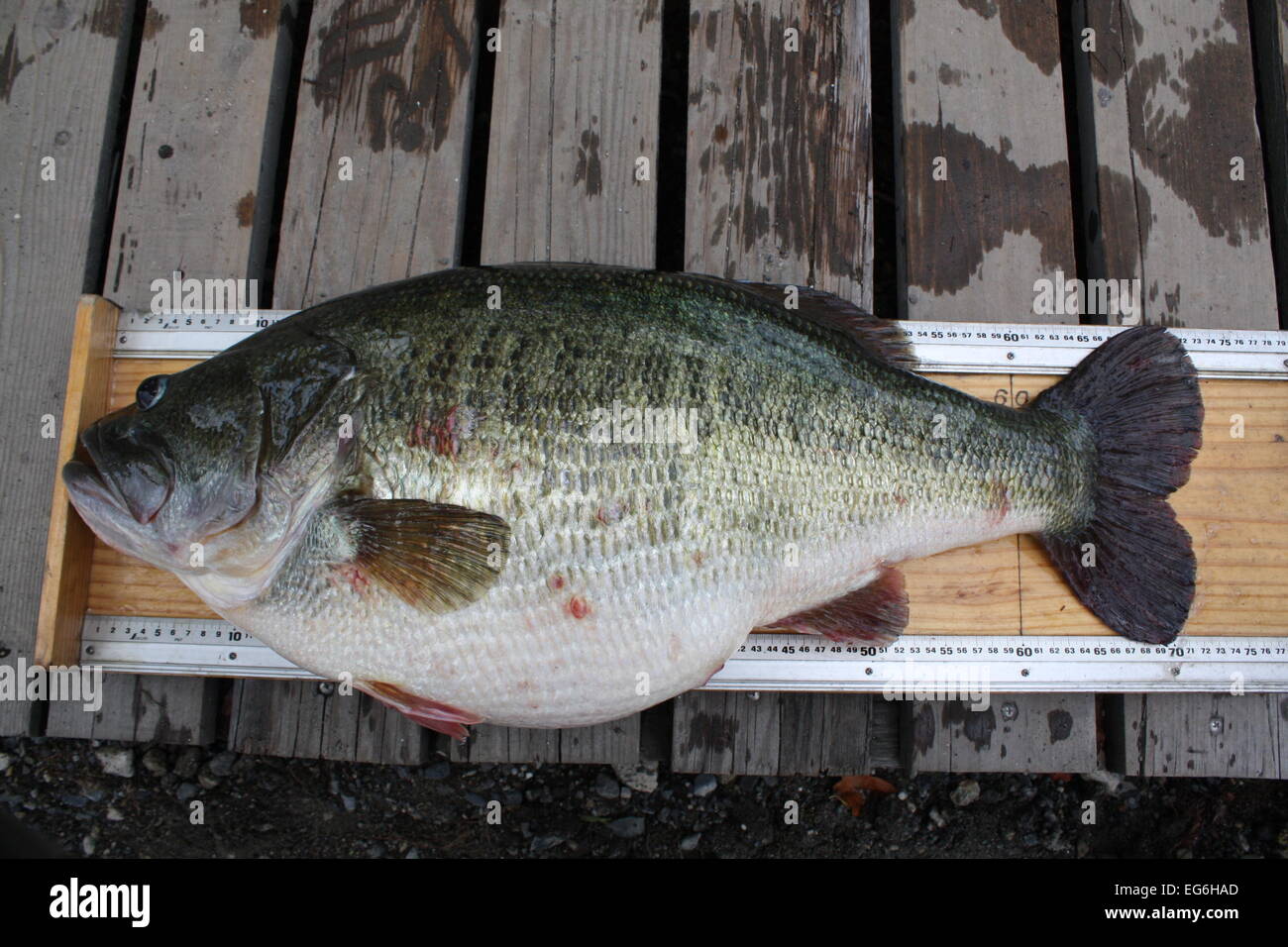 The 22.5-pound (10.12-kilo) Largemouth Bass is placed on a
