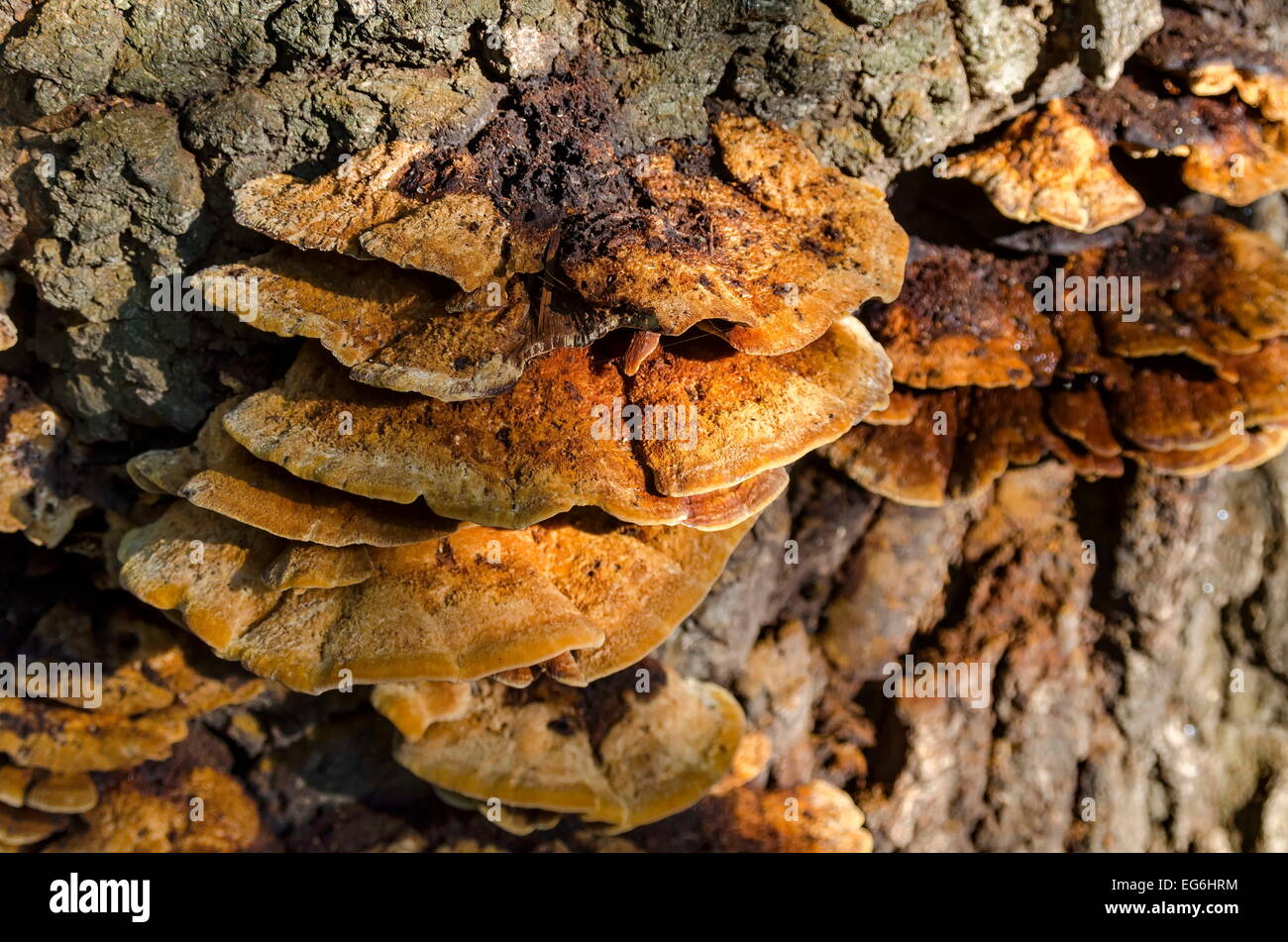 Wood fungus of tree trunk Stock Photo
