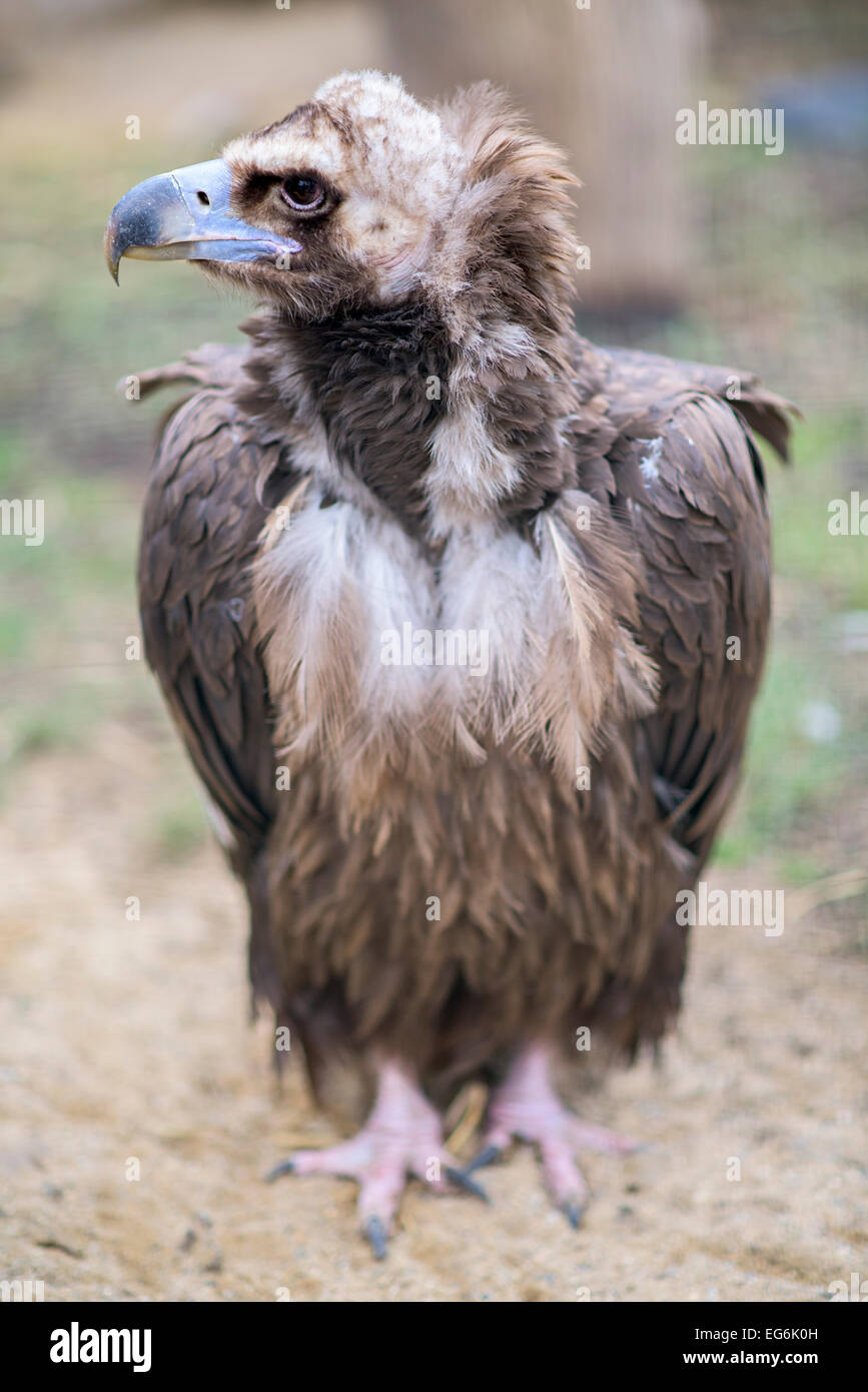 Cinereous vulture Stock Photo - Alamy
