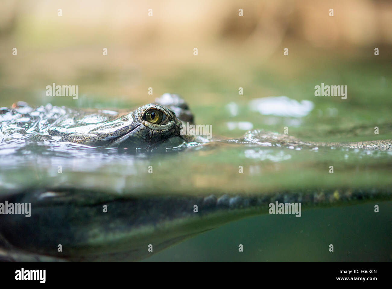Gharial in the water Stock Photo